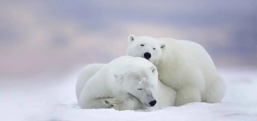 Polar bear on arctic ice — symbolizing Quorri's commitment to eco-friendly, conflict-free gemstone jewellery in Canada