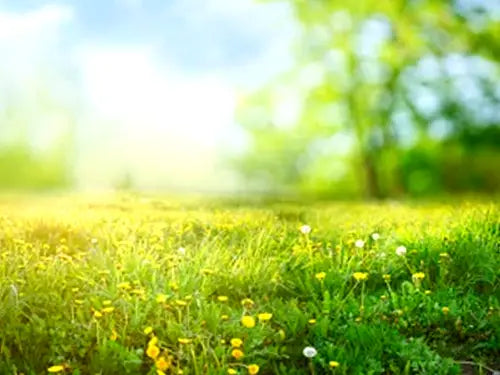 eco friendly conflict free sustainable diamonds in Canada Quorri